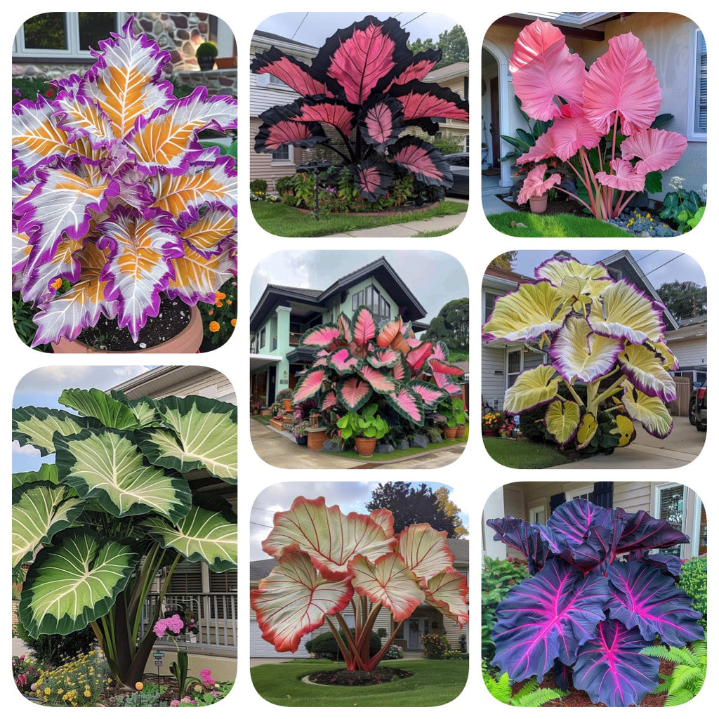 Giant Caladium Plant Seeds – The Color Wizard for Your Dream Garden | Pack of 500 Seeds